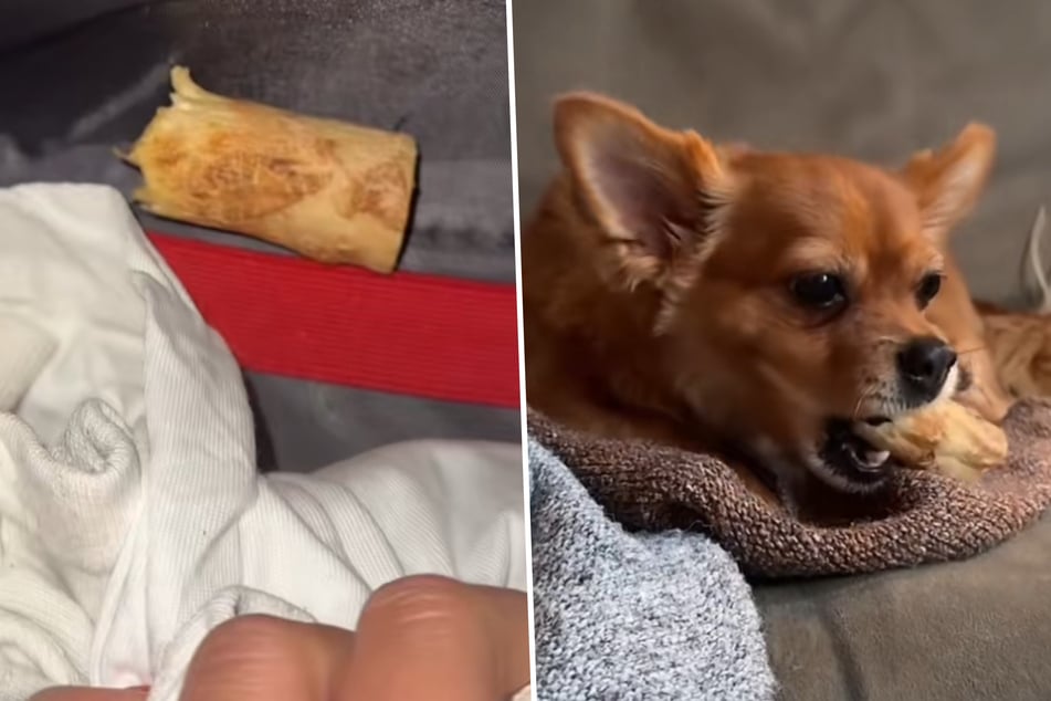 Ziggy the dog hid a nibbled chew bone in his owner's suitcase.