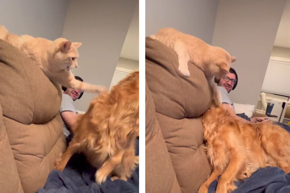 Furious! Cat Waffles(l) wildly smacks golden retriever Maple.