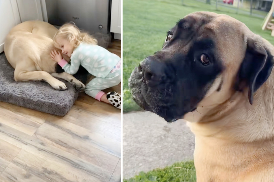 The huge dog turned out to be the two children's best friend.