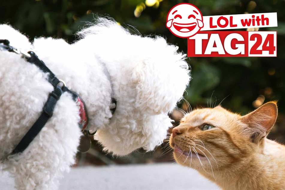Joke of the Day for May 23, 2026: A cat joke for Caturday!