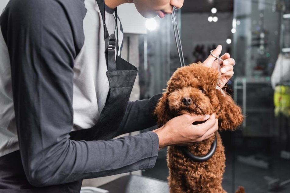 If an Aussie-Poodle mix hardly sheds, the coat must be clipped regularly.