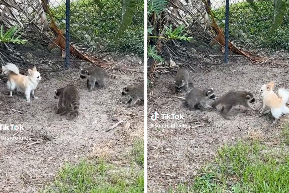 The owner of a particularly friendly Chihuahua dog shared on TikTok how her little four-legged friend found some extraordinary new playmates.