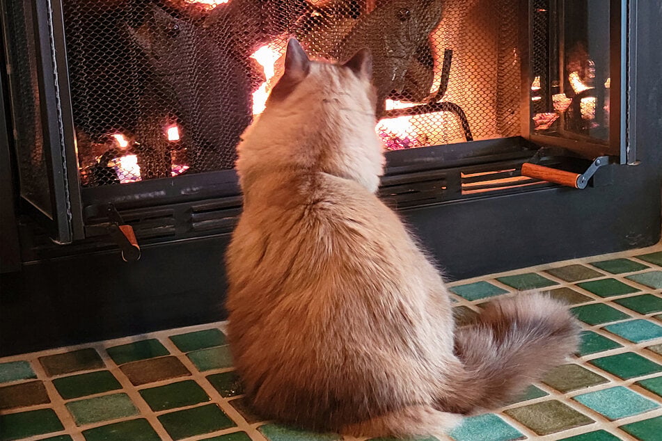 Ragdolls can easily get fat as they are usually kept indoors and overfed.