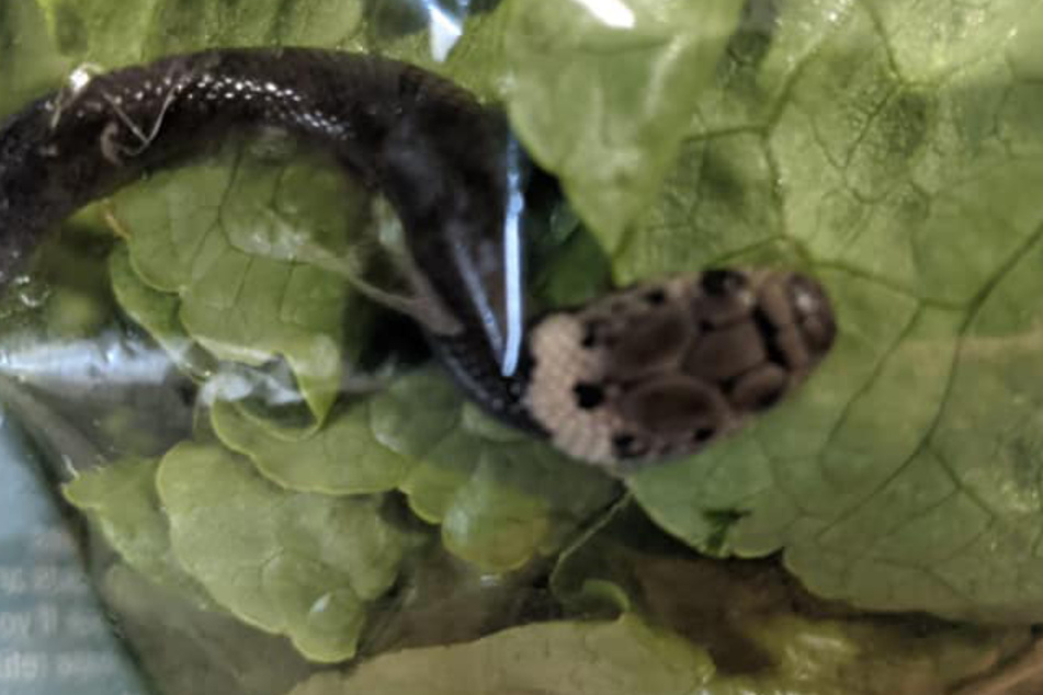 The little snake was in the lettuce wrapped in plastic.