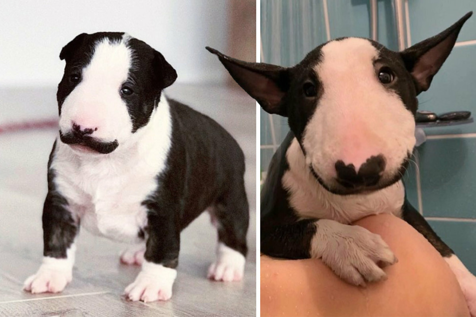 Frida's fans love her unusual facial fur.