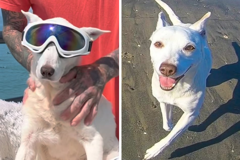 Sugar the dog was 16 years old when she died.