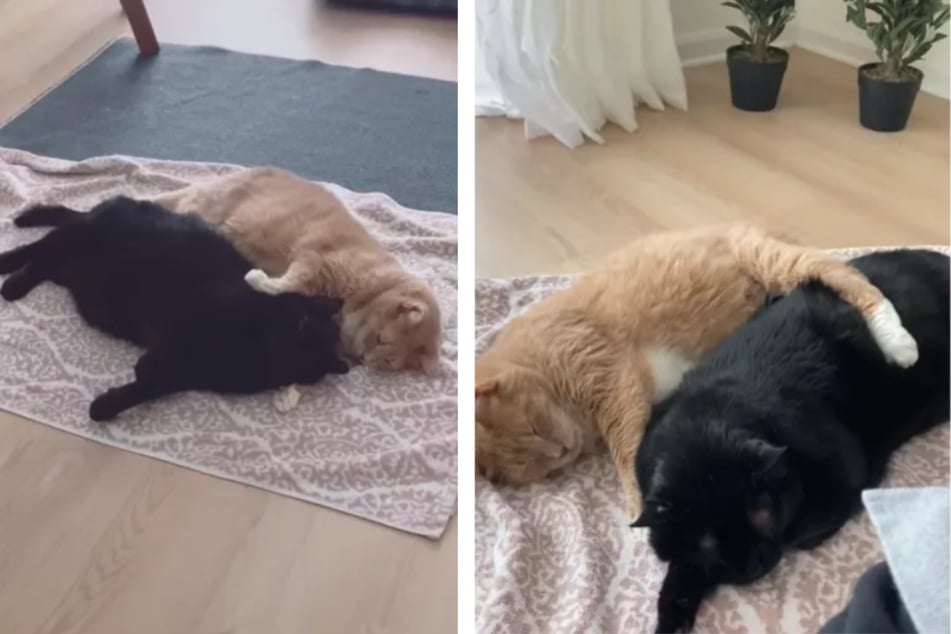 Stray cats were rescued together – now they're inseparable!