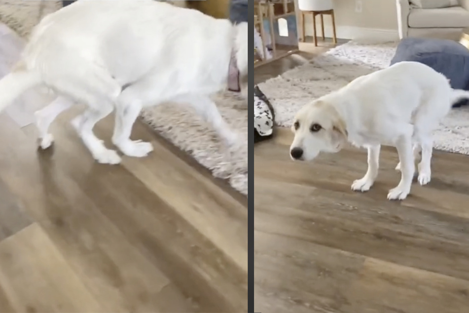 Dog described as "worst case" by vet has shocking transformation