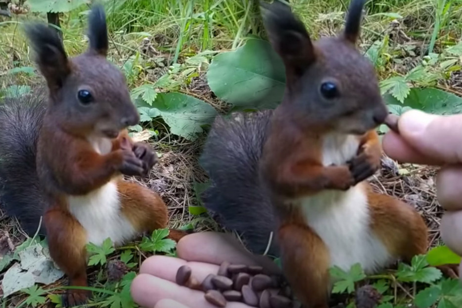 Spaced-out frozen squirrel suddenly stops mid-snack in latest viral vid