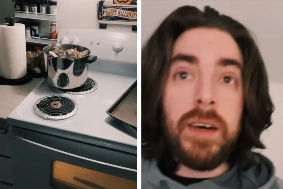 Rescue kittens press pause on pasta prep in the most adorable way!