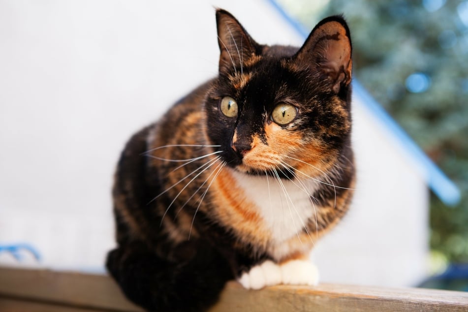 "Guard cat" prevents would-be robbery in Mississippi
