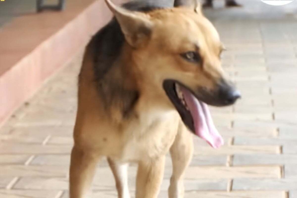 The loyal dog was fed by the deceased for a long time.
