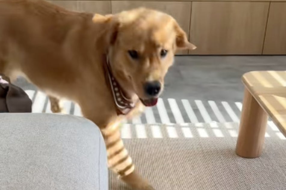 But despite the dog's begging look, his owner remains firm and just shakes her head.