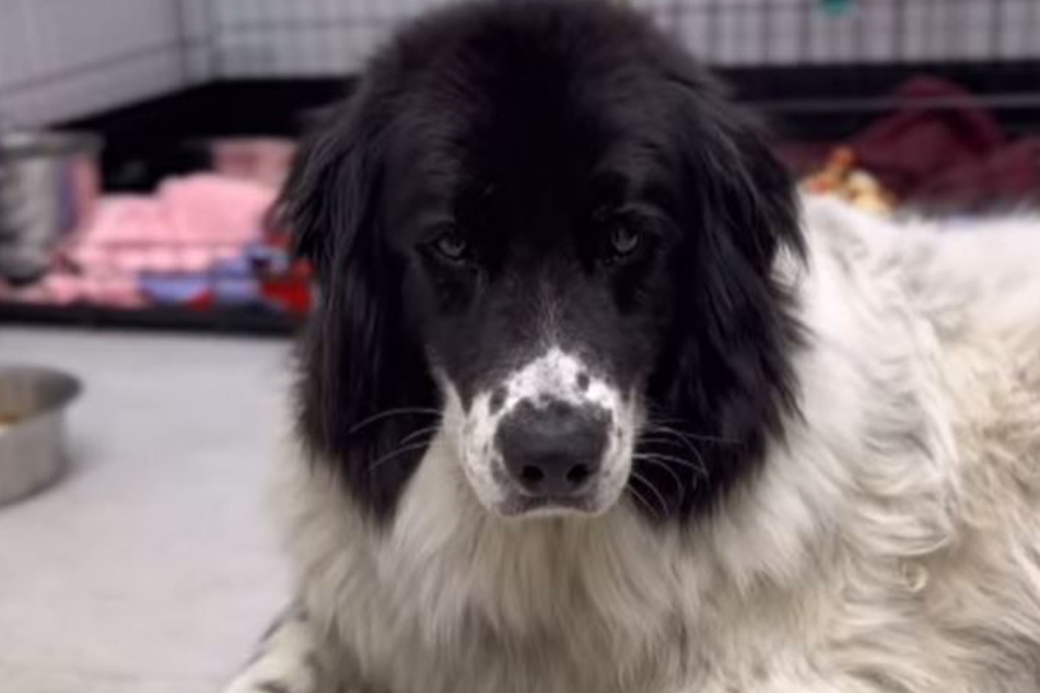 Day 716 at the shelter: Paddy the dog now looks so sad and resigned.