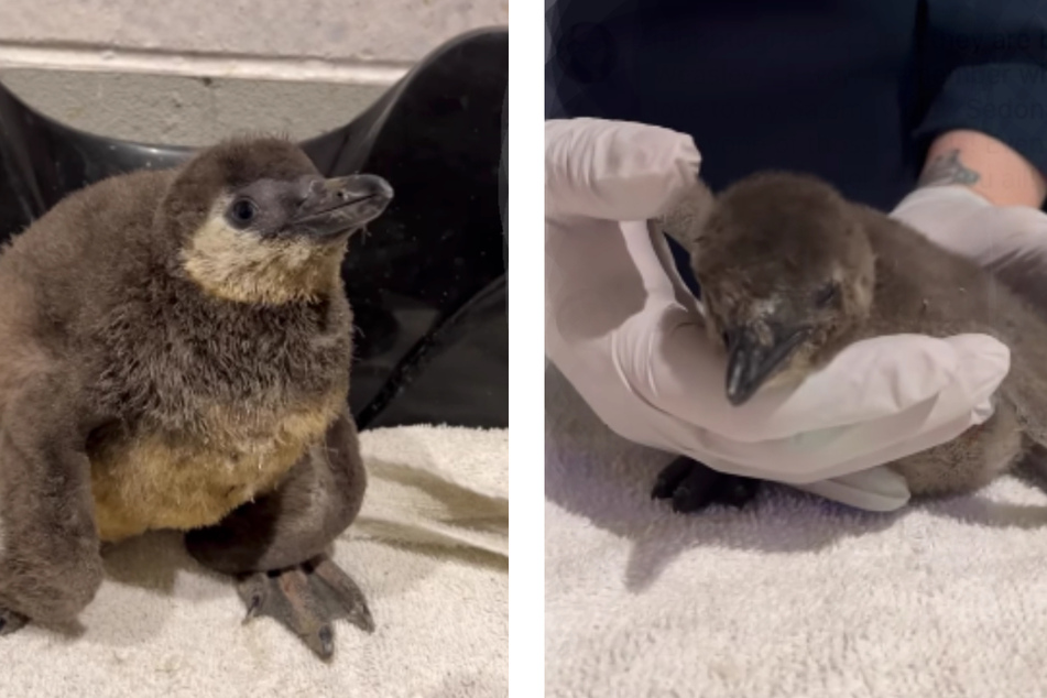 Arizona aquarium welcomes endangered African penguin chicks to the world!