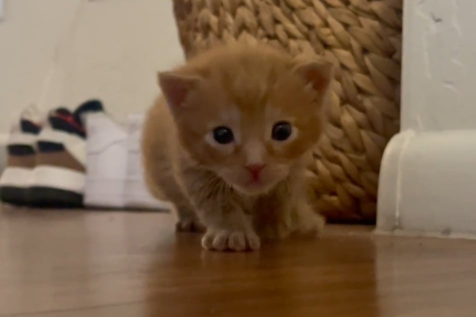 Parker the cat is now thriving and lives happily with his owner.
