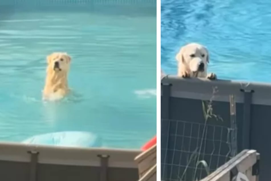 Dog gets caught enjoying his favorite forbidden habit in hilarious clip