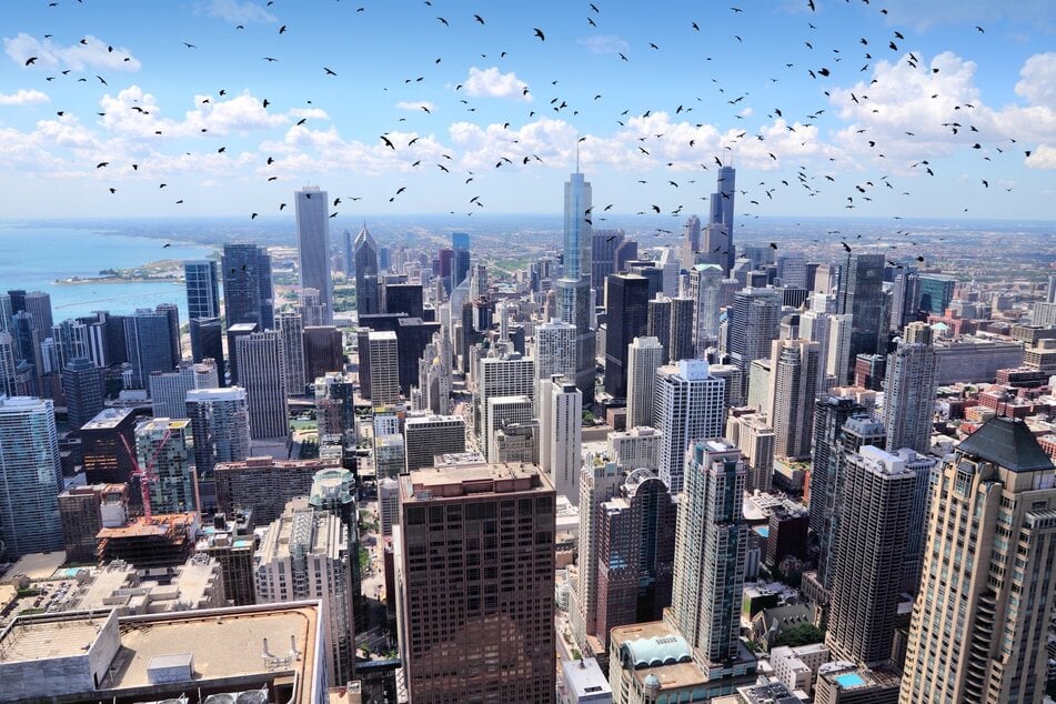 Conservationists call for lights to be turned off at night in urban areas.