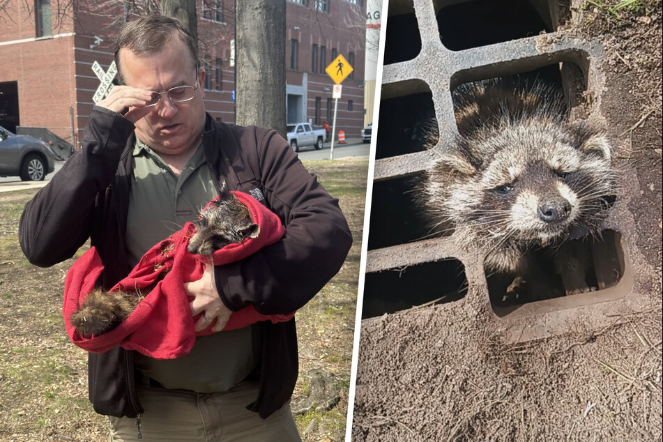 Raccoon with head stuck in sewer grate gets rescued by this unusual method