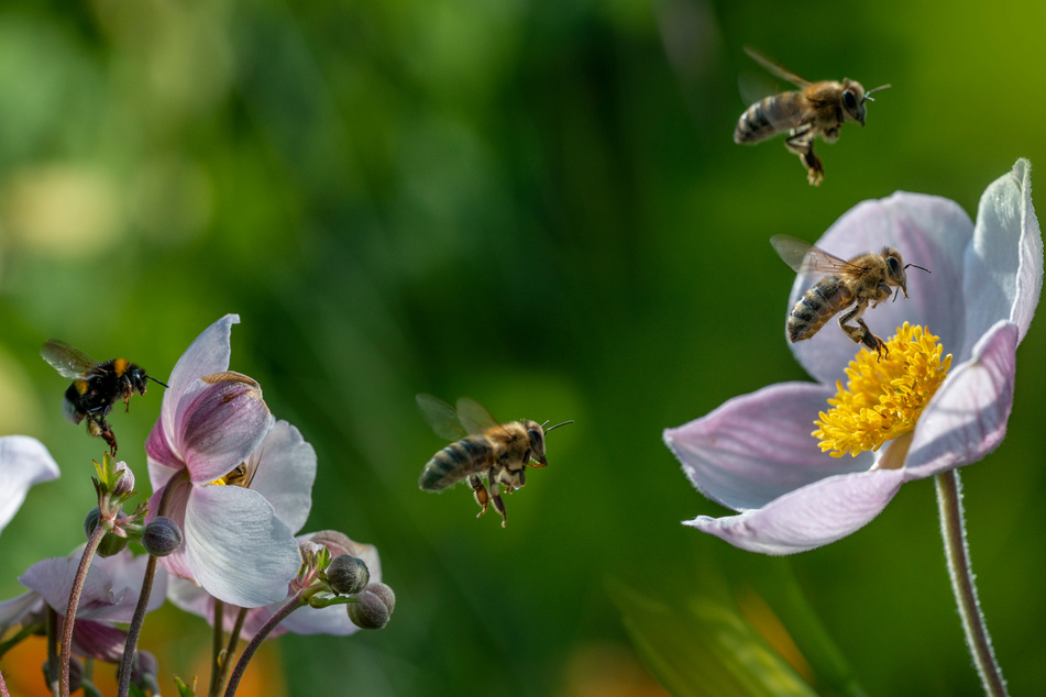 Scientists warn of "insect apocalypse" amid climate change