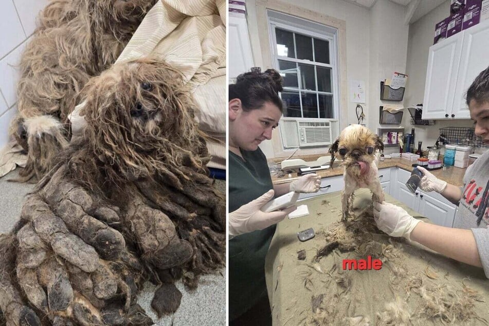 An elderly woman has been discovered dead in New York City. Next to her lifeless body were over 100 dogs, many of them severely neglected, who apparently lived with the deceased.