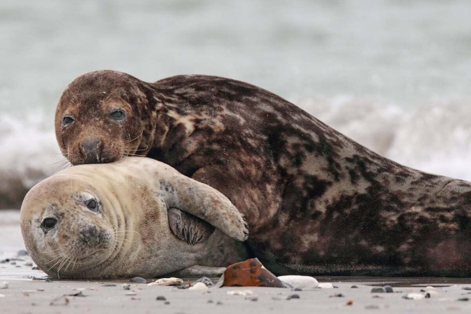 Sharks concentrate in areas with large population of gray seal.