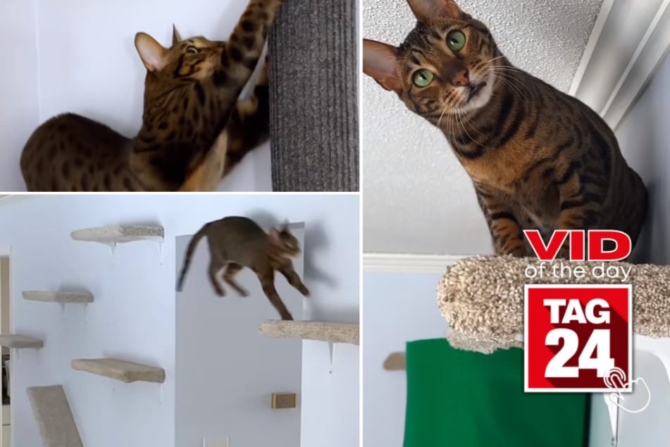 Viral Video of the Day for April 12, 2023: Fleet-footed feline jumps in TikTok user's hearts