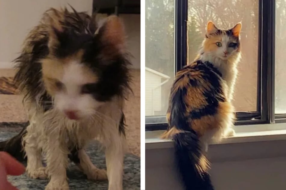 The neglected and almost dead animal is now a beautiful and healthy cat.