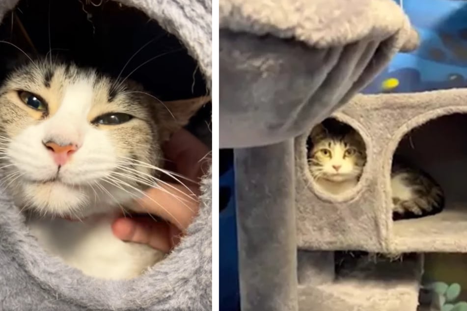 Shelter cat constantly hides in her tree after heartbreaking return