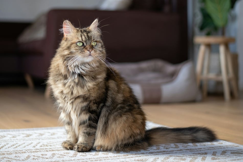 Maine Coons are quite possibly the biggest tomcats out there.