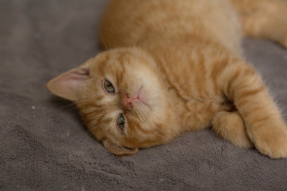 While the classic British shorthair is grey, they actually come in a variety of colors.