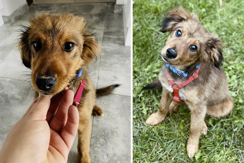 The three-month-old dog puppy, now named Muffin, was repeatedly beaten by his owner.