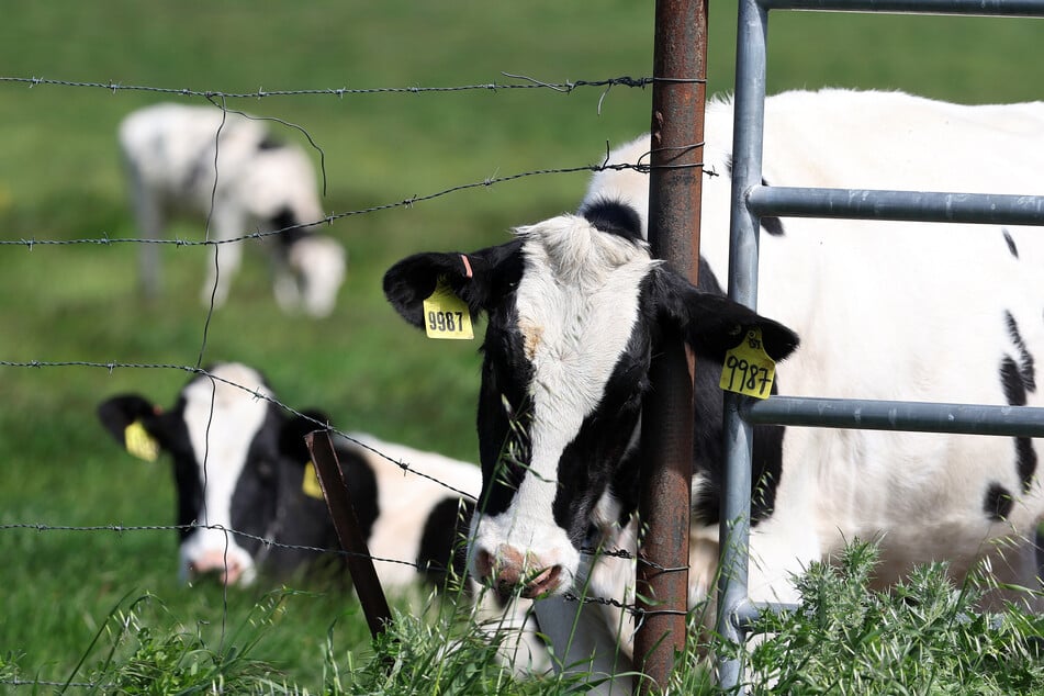 Cows graze in a field at a dairy farm on Friday in Petaluma, California. The US Department of Agriculture is ordering dairy producers to test cows that produce milk for infections from highly pathogenic avian influenza (HPAI H5N1) before the animals are transported to a different state following the discovery of the virus in samples of pasteurized milk taken by the Food and Drug Administration.