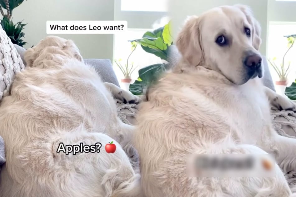 Hungry dog reacts in a flash – but only when he hears the magic word