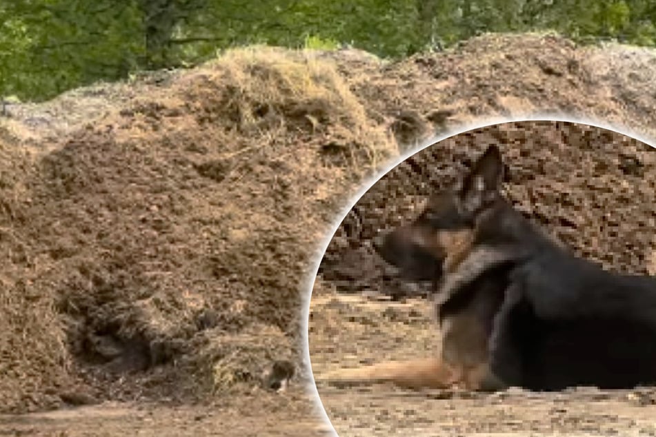 German Shepherd's odd behavior leads to a shocking discovery