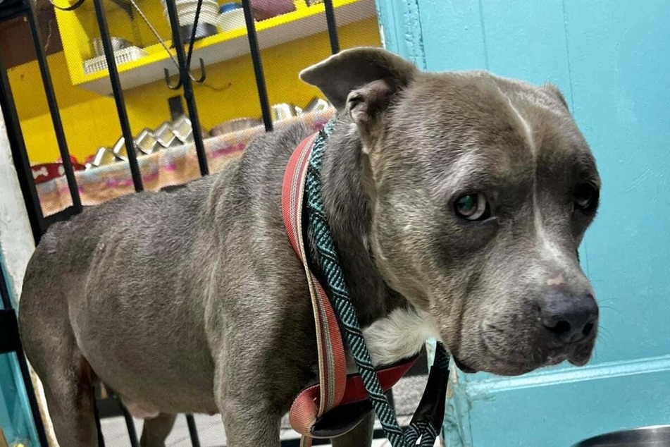 Dog breaks rescue workers' hearts with shocking discovery