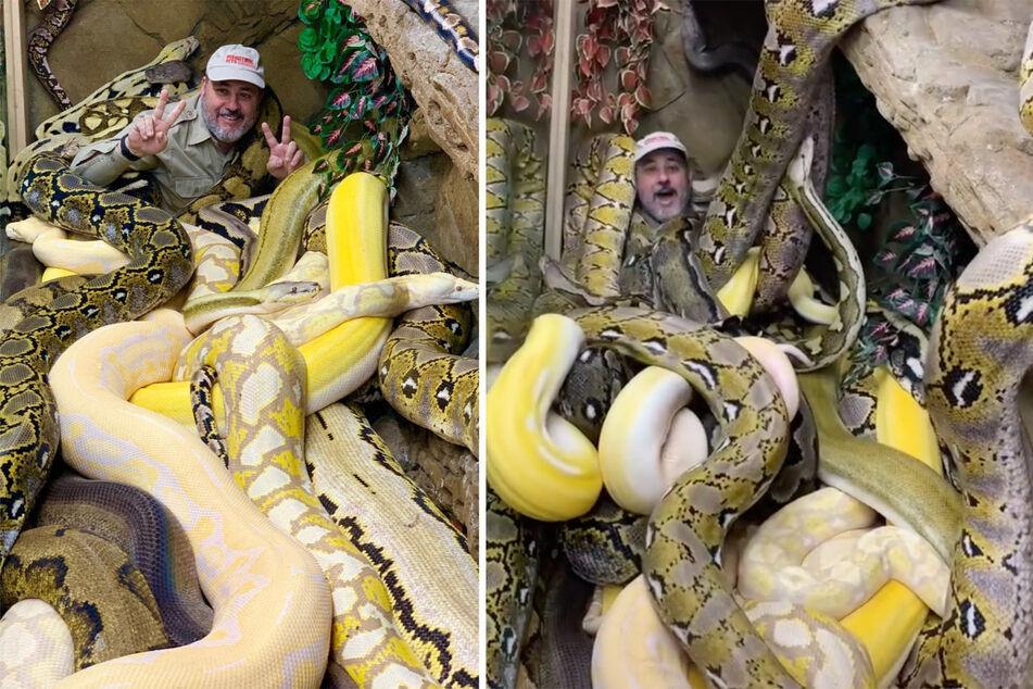 He's up to his neck in snakes, but he still keeps his cool: There's probably not much that can scare animal keeper Jay Brewer.