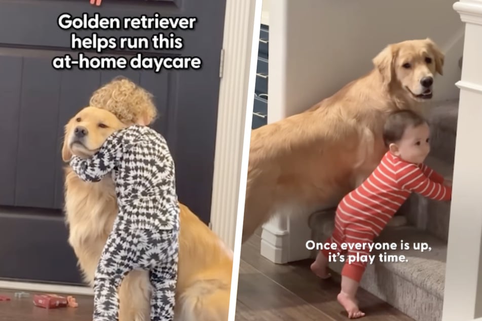 Nana the dog loves helping her owner run at-home daycare in this heartwarming video!