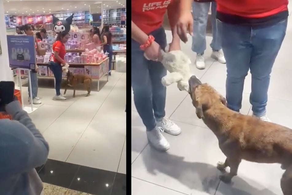 A street dog fell in love with a cuddly toy in a Mexican shopping center.