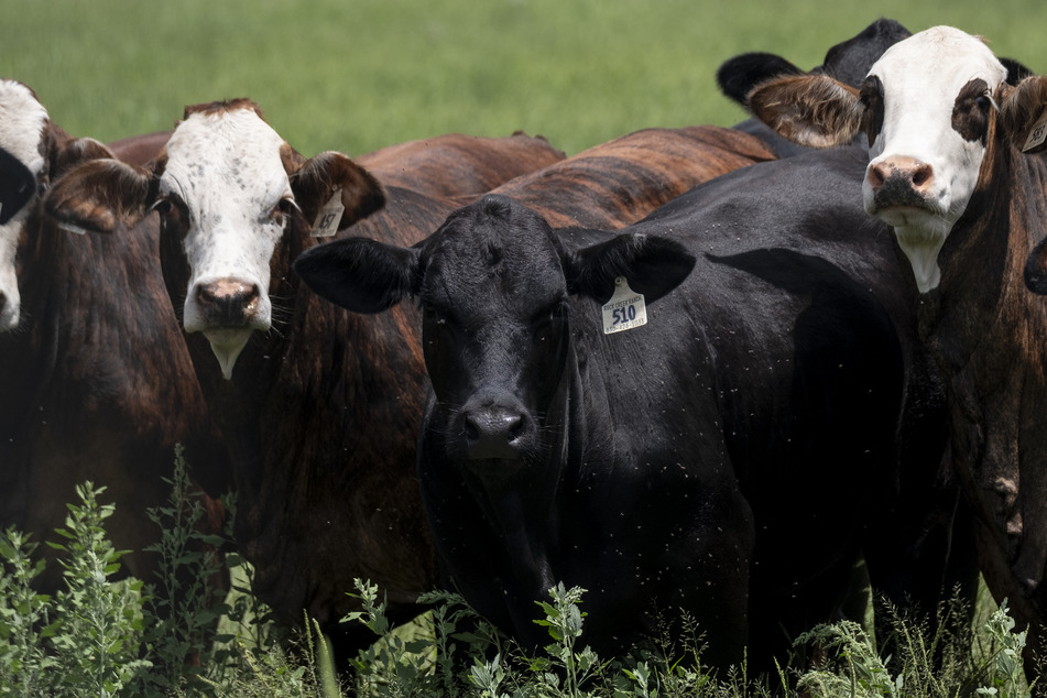 US and Mexico open sterile fly production plant to combat cross-border screwworm outbreak