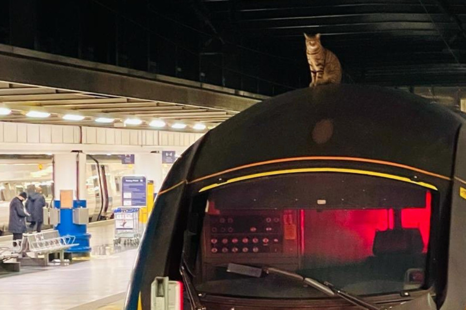 A whisker away from cat-astrophe: high speed train with feline hitchhiker stopped just in time