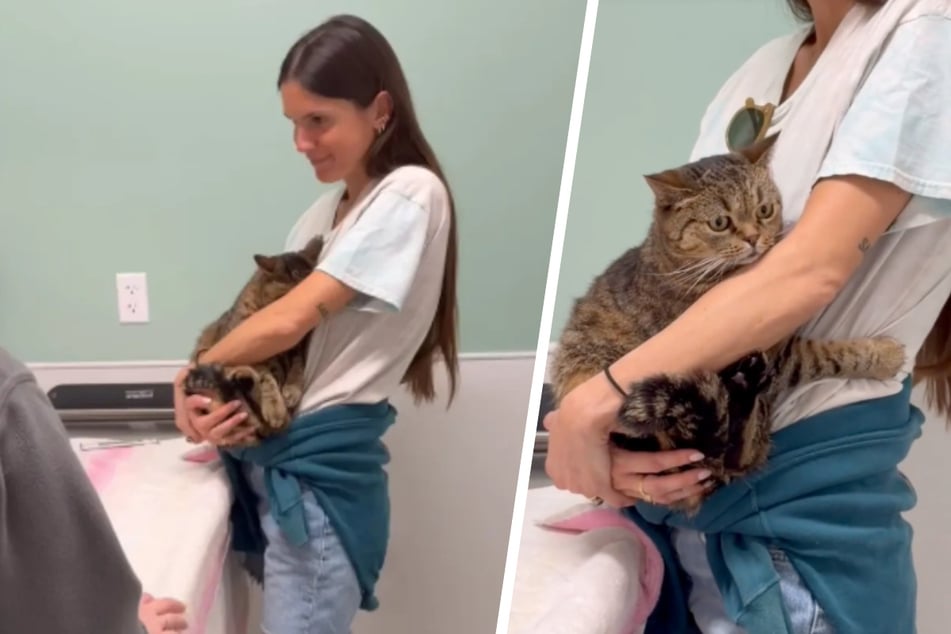 Cat's terrified reaction to the vet has TikTok giggling: "Absolutely not being brave"