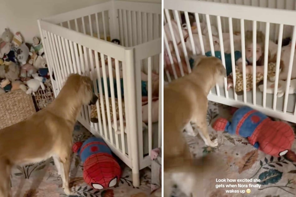 Dog has the most heartwarming reaction to her baby sister sleeping in