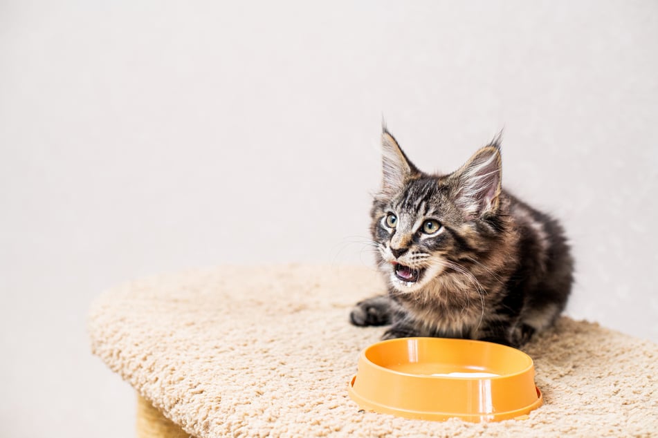 Can cats burp? What is normal burping behavior for kitties and when should you consult a vet?