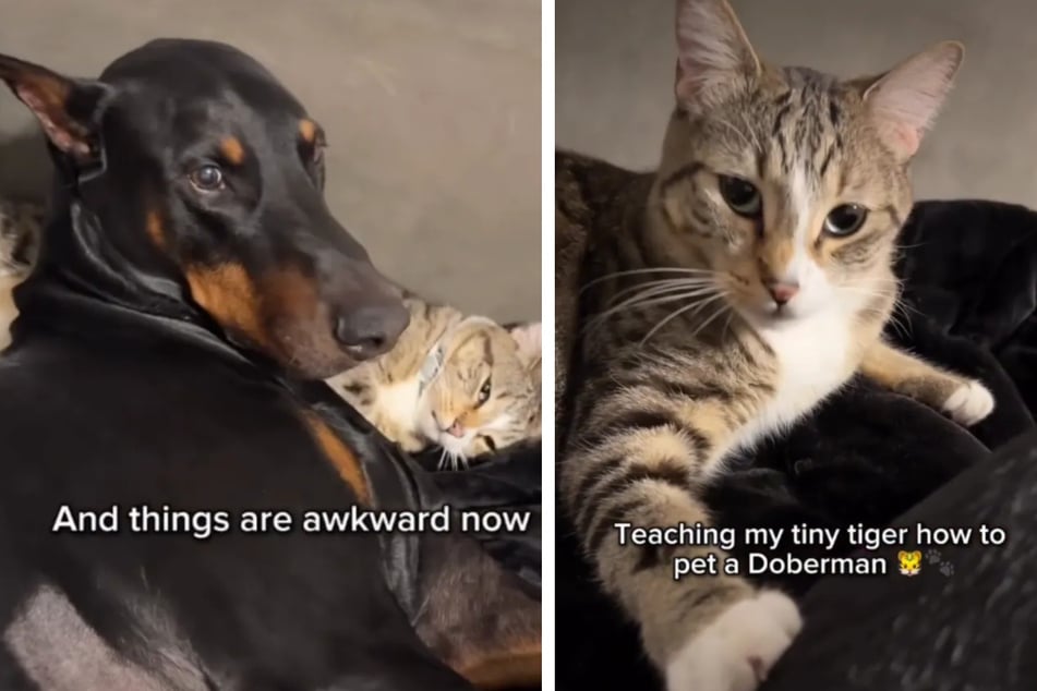 Owner teaches cat how to pet their Doberman – and his reaction is too cute!