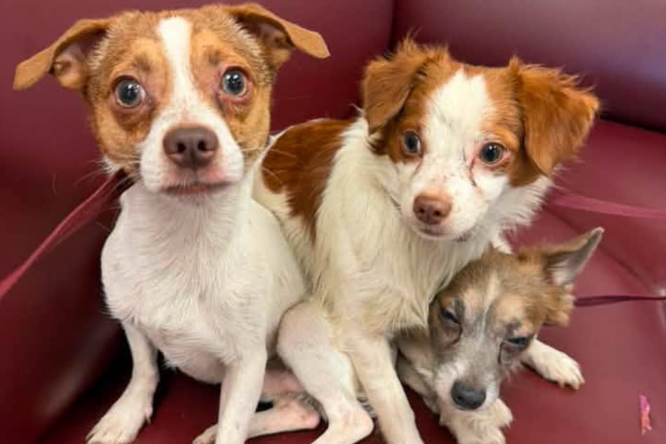 These three dogs won't be treated like trash again if their rescuer has anything to say about it!