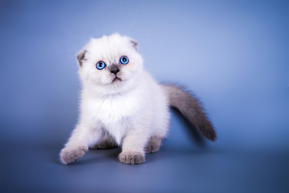 Scottish folds come in all shapes and sizes, but are always cute.