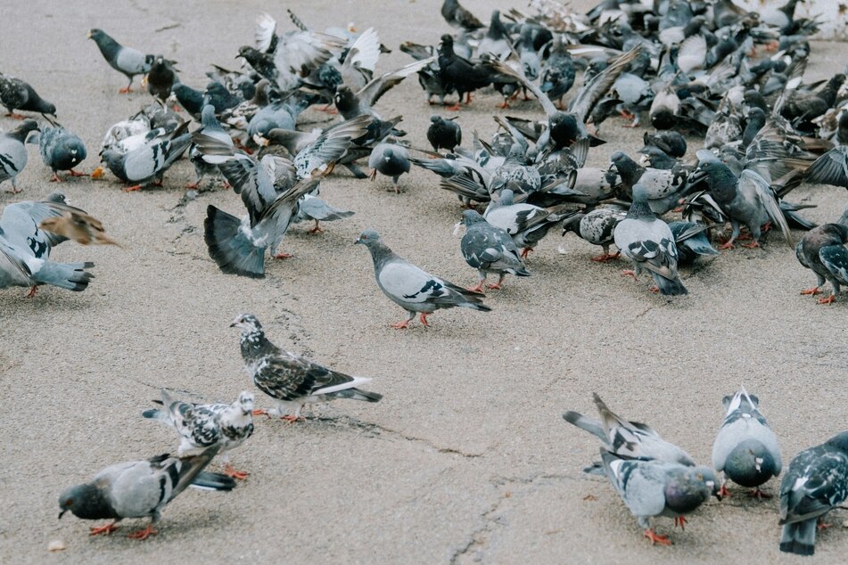 The common pigeon – or rock dove – originally came from the Mediterranean region.