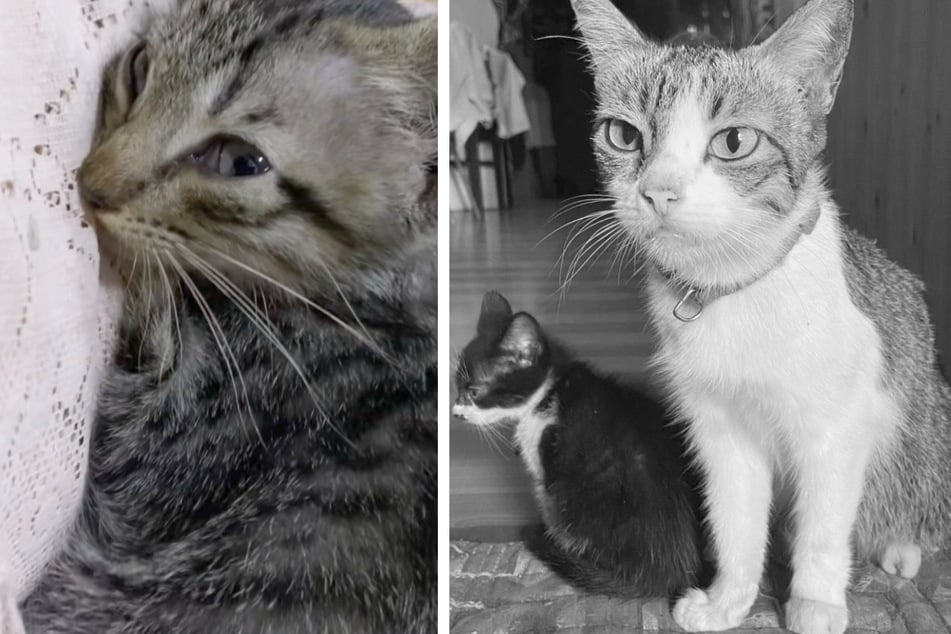 The mother cat (pictured right) died of a sudden heart attack and her kittens (left) were very sad after her death.