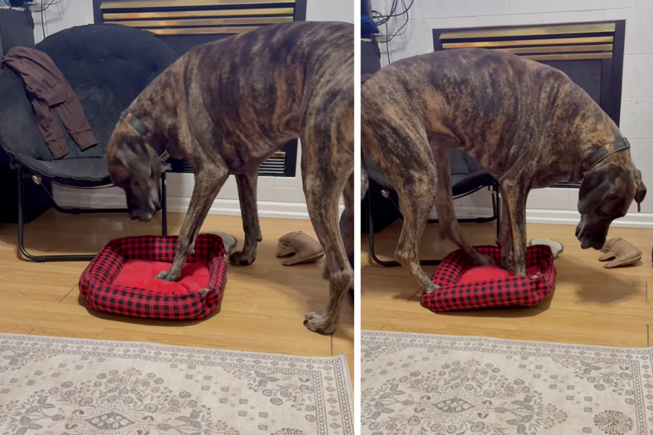 This Great Dane is trying to do the impossible – squeeze himself into a very small bed.